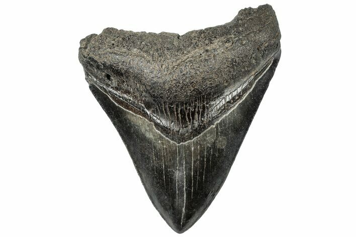 Fossil Megalodon Tooth - South Carolina #310054